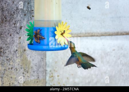 Gros plan d'un groupe d'abeilles qui recueillent de l'eau de sucre provenant d'un mangeoire à colibris. Banque D'Images