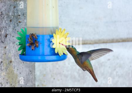 Gros plan d'un groupe d'abeilles qui recueillent de l'eau de sucre provenant d'un mangeoire à colibris. Banque D'Images