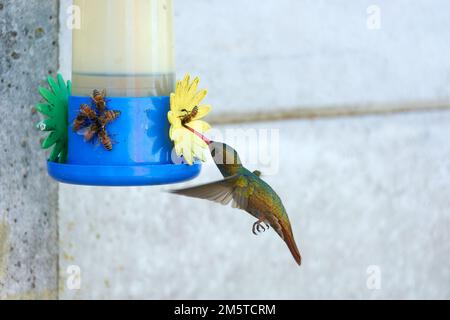 Gros plan d'un groupe d'abeilles qui recueillent de l'eau de sucre provenant d'un mangeoire à colibris. Banque D'Images