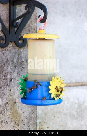 Groupe d'abeilles recueillant de l'eau de sucre d'un mangeoire à colibris. Banque D'Images