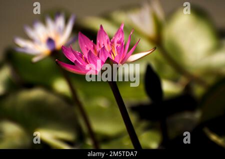 Fleurs de lotus Banque D'Images