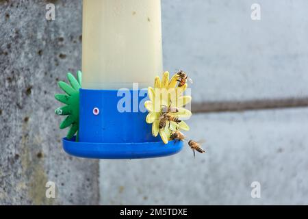 Gros plan d'un groupe d'abeilles qui recueillent de l'eau de sucre provenant d'un mangeoire à colibris. Banque D'Images