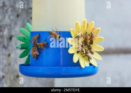 Gros plan d'un groupe d'abeilles qui recueillent de l'eau de sucre provenant d'un mangeoire à colibris. Banque D'Images