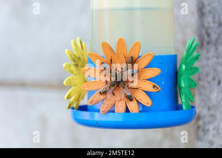 Gros plan d'un groupe d'abeilles qui recueillent de l'eau de sucre provenant d'un mangeoire à colibris. Banque D'Images