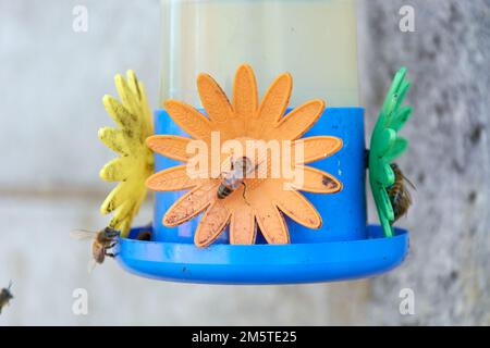 Gros plan d'un groupe d'abeilles mellifères rassemblant de l'eau de sucre provenant d'un mangeoire à colibris. Banque D'Images