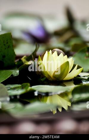 Fleurs de lotus Banque D'Images