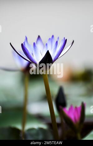 Fleurs de lotus Banque D'Images