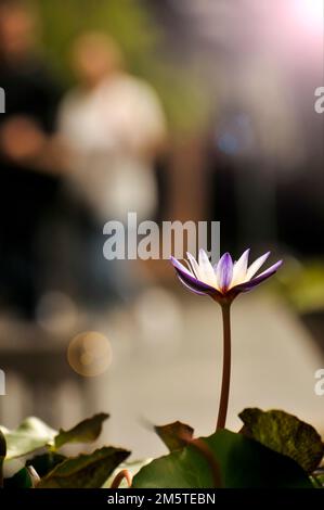 Fleurs de lotus Banque D'Images