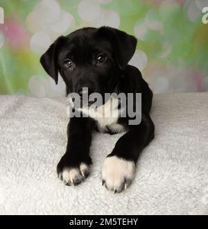 mignon mastiff noir et blanc mélange de laboratoire chiot allongé Banque D'Images