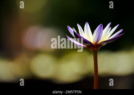 Fleurs de lotus Banque D'Images