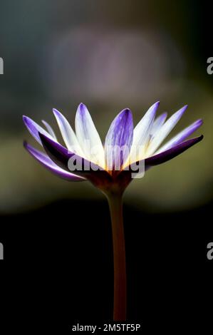 Fleurs de lotus Banque D'Images