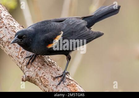 Un blackbird ailé rouge perché sur une branche du Massachusetts Banque D'Images