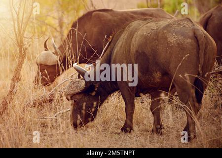 La sécurité des theres dans le troupeau. un troupeau de buffles dans la nature. Banque D'Images