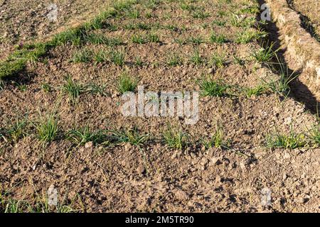 Plantes d'oignon dans les champs Banque D'Images