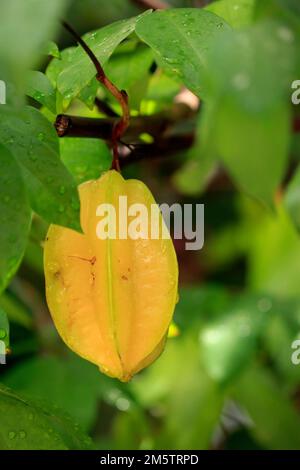 Un petit arbre tropical qui pousse lentement. D'Asie du Sud-est Un fruit tropical, la chair est à 5 pointes, en forme d'étoile, jaune-orange, attrayante et aromat Banque D'Images