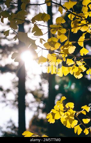 Le Ginkgo laque sous la lumière du soleil Banque D'Images