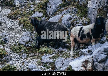 Un gros plan de moutons debout dans la gorge de la montagne Zugspitze en Allemagne Banque D'Images