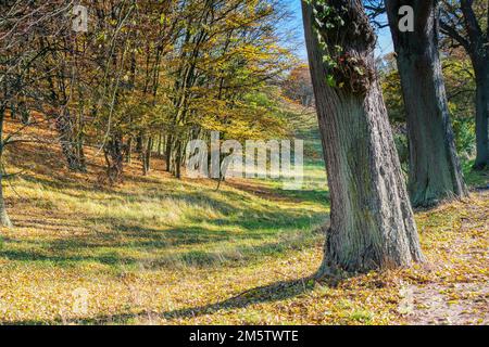 une belle avenue de tilleul en automne Banque D'Images