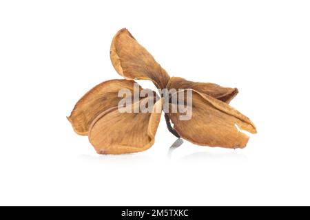 plumeria sec isolé sur fond blanc. Banque D'Images