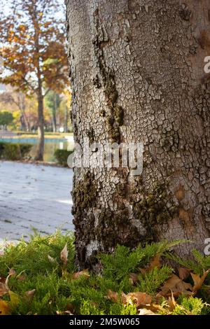 Tronc d'arbre moussu Banque D'Images