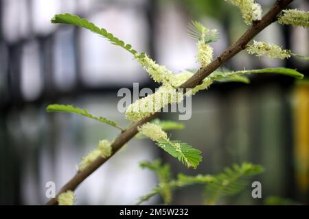 Plante indienne de groseilles à maquereau (Phyllanthus emblica) avec inflorescence et feuilles : (pix Sanjiv Shukla) Banque D'Images