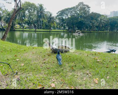 Moniteurs d'eau dans le parc d'espace de vie entre les bâtiments d'affaires du parc Lumpini, Bangkok, Thaïlande Banque D'Images