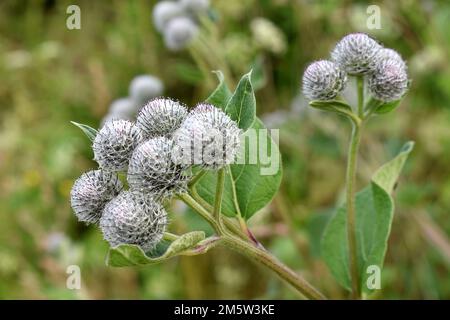 Grand Burdock (Arctium lappa) avec de grandes feuilles sur fond vert Banque D'Images