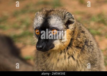 Citron rouge - Eulemur rufus, Tsingy de Behamara, Madagascar, mignon primate de Madagascar forêt sèche. Banque D'Images