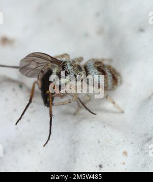 Araignée sauteuse, famille des Salticidae. Une araignée mangeant sa proie chassée, une mouche sur le mur de la maison. Banque D'Images