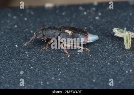 Acariens sur le corps des coléoptères Monotoma, une espèce de la famille des Monotomidae. Banque D'Images