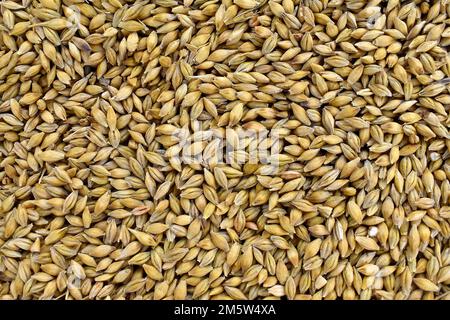 Grains d'orge comme arrière-plan, en husk, vue de dessus, détail Banque D'Images