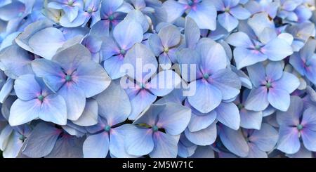 Fond bleu d'Hydrangea macrophylla avec centre rose, vue rapprochée, fond naturel. Banque D'Images