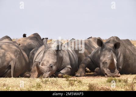 Groupe Rhino reposant en Afrique, Kenya Banque D'Images