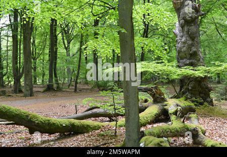 Vieux hêtre (Fagus) dans la forêt primitive de la péninsule de Darss, Allemagne Banque D'Images