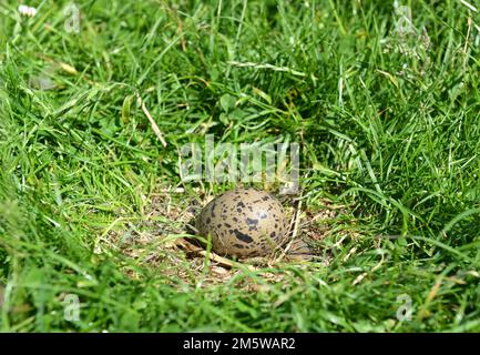 Embrayage de la branche nord du lapwing (Vanellus vanellus) Banque D'Images