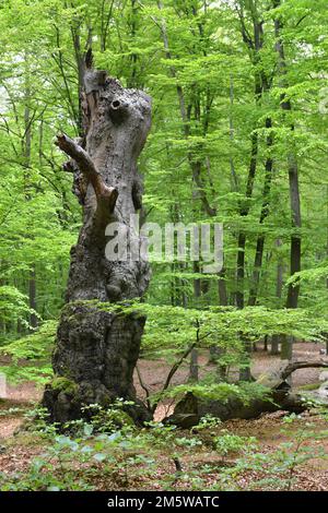 Vieux hêtre (Fagus) dans la forêt primitive de la péninsule de Darss, Allemagne Banque D'Images