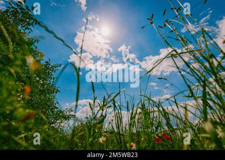 Vue d'en dessous dans le ciel, lames d'herbe, ciel bleu, Basse-Autriche, Autriche Banque D'Images