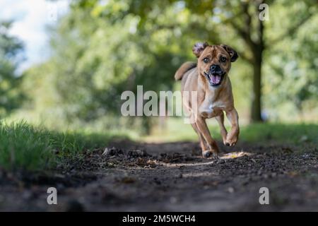 Gros plan d'un Pinscher autrichien en cours d'exécution dans la forêt Banque D'Images