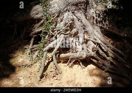 Ancienne racine d'arbre à gnarled, Allemagne Banque D'Images