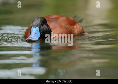 Canard lacustre mâle (Oxyura vittata), natation, captif Banque D'Images