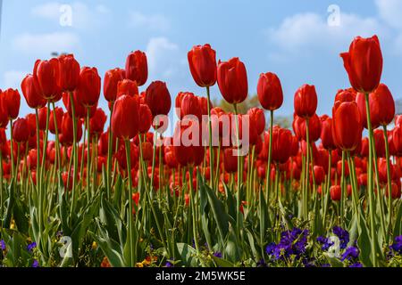 Vue large d'un champ de tulipes rouges vibrantes en pleine floraison contre un ciel bleu Banque D'Images