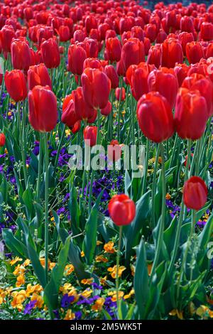 Champ dense de tulipes rouges vibrantes et d'autres fleurs. Magnifique paysage de floraison printanière Banque D'Images