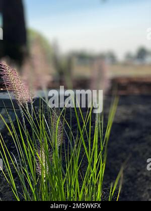 Pennisetum alopecuroides 'Hameln'. Fontaine chinois 'Hameln' herbe Banque D'Images