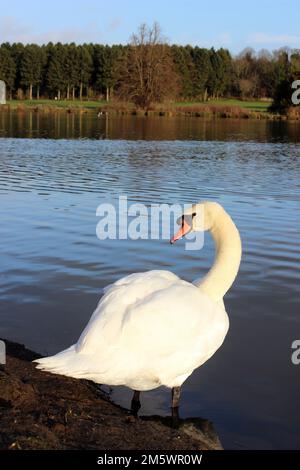 Mute Swan, Hardwick Park, Royaume-Uni Banque D'Images