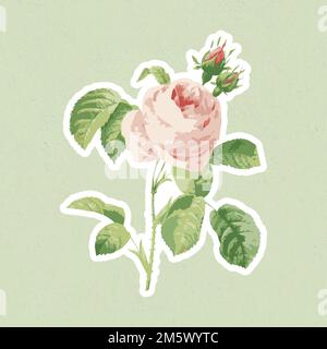 Autocollant de fleur rose de chou vectorisé avec bordure blanche Illustration de Vecteur