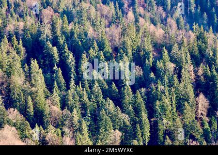 Forêt alpine au-dessous de Villars sur Ollon (Suisse) sans neige fin décembre 2022. Banque D'Images