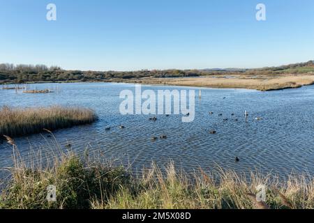 Groupe de Gadwall (Anas strepera) qui dabbling dans un grand lagon de marais saumâtre, réserve naturelle RSPB Lodmoor, Weymouth, Dorset, Royaume-Uni, décembre. Banque D'Images