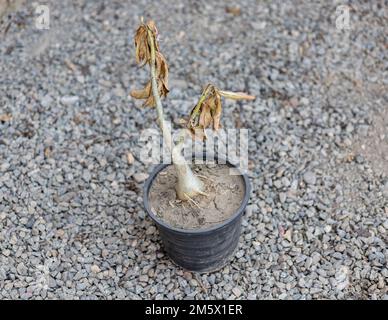 Usine d'Adenium séchant à partir de gelures en hiver Banque D'Images