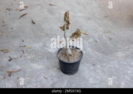 L'usine d'Adenium est morte de gelures en hiver Banque D'Images