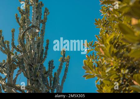 Différents types de plantes et de catas dans les jardins botaniques d'Argotti à la Valette, Malte. Vue détaillée des plantes sur fond bleu. Banque D'Images